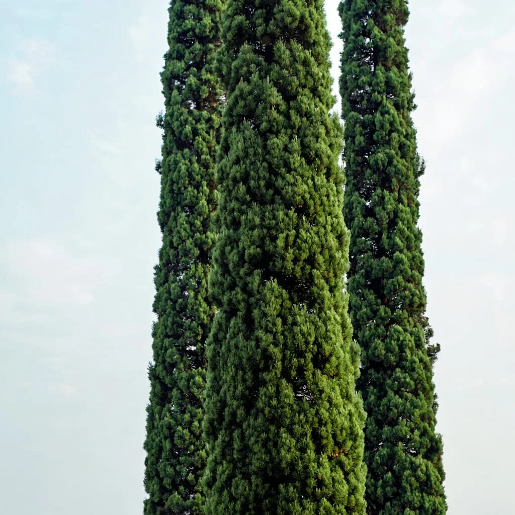Exemple de mot-clé de composition pour composition verticale